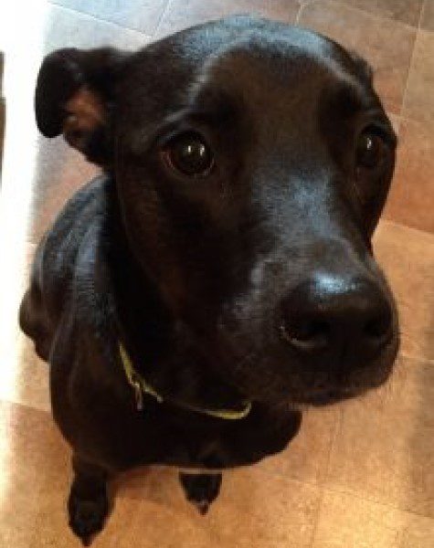 Dawkins - black lab