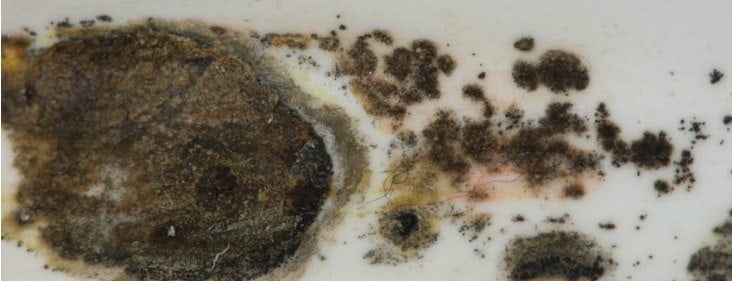 Black Mold